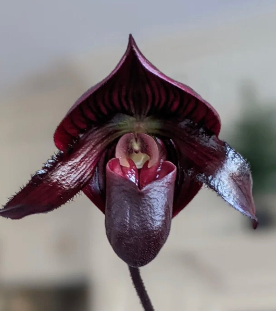 Paphiopedilum Maudiae Hybrids - The Plant Lady SF