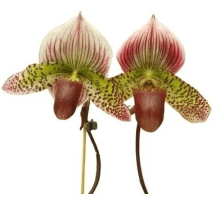 Paphiopedilum Maudiae Hybrids - The Plant Lady SF