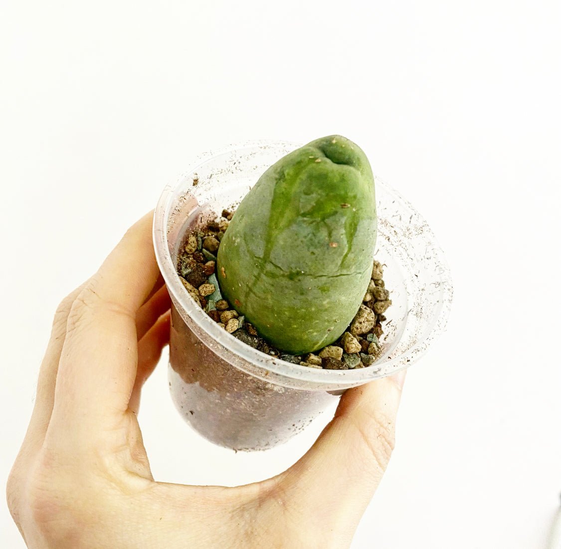 Penis Cactus (Echinopsis lageniformis f. monstrose) - The Plant Lady SF