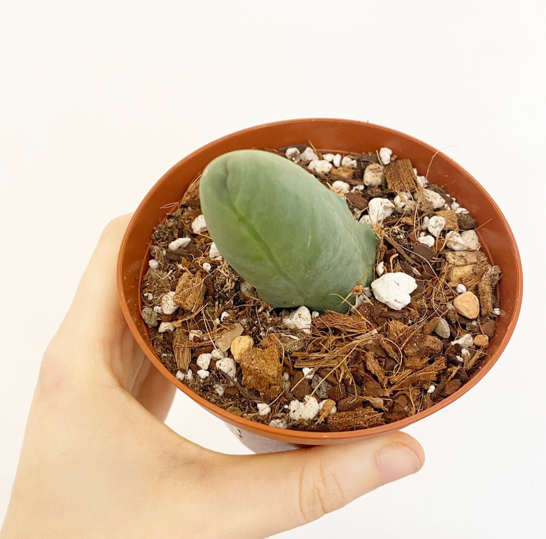 Penis Cactus (Echinopsis lageniformis f. monstrose) - The Plant Lady SF