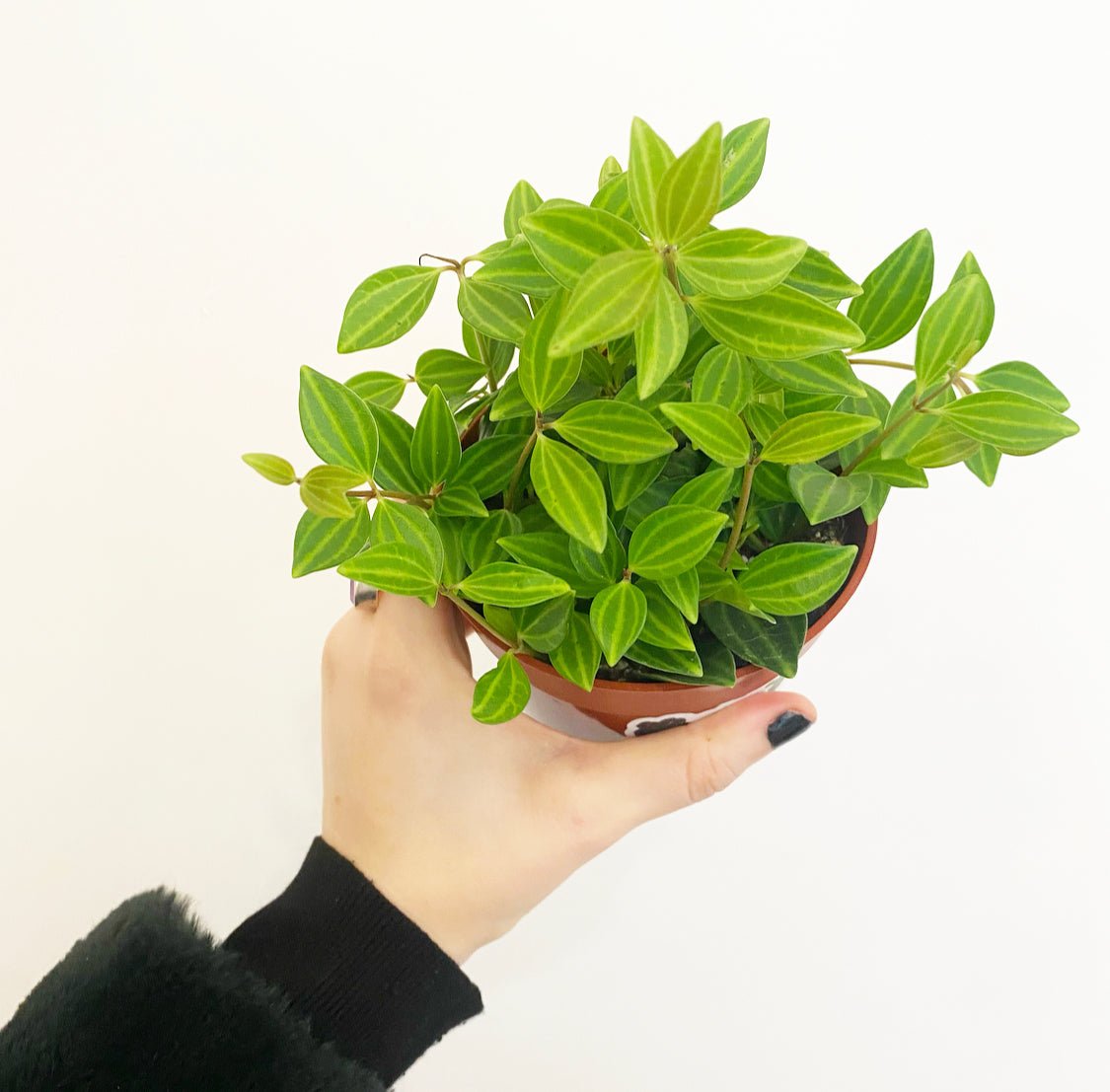 Peperomia 'Beetle' - The Plant Lady SF