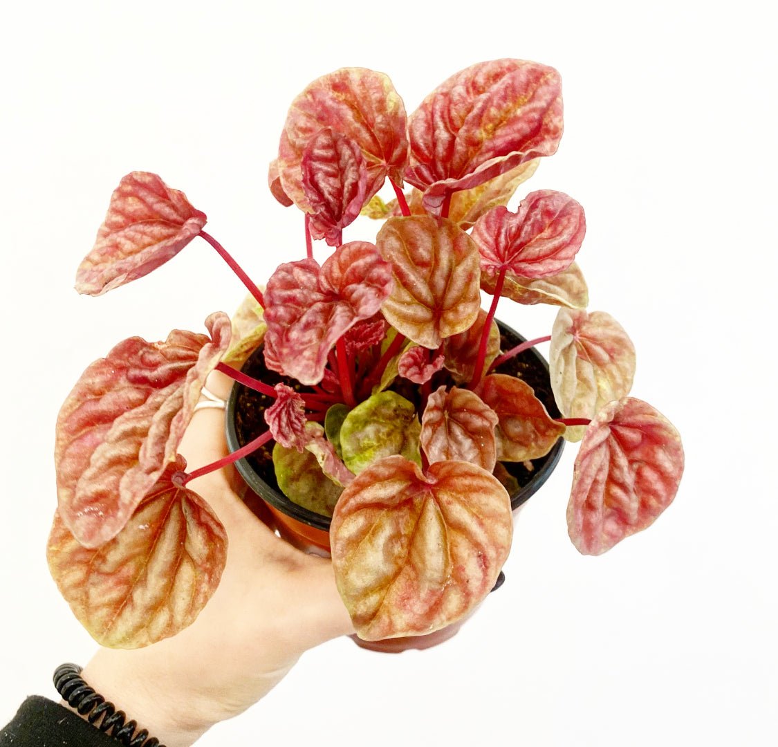 Peperomia caperata 'Quito' - The Plant Lady SF