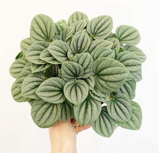 Peperomia 'Frost' - The Plant Lady SF