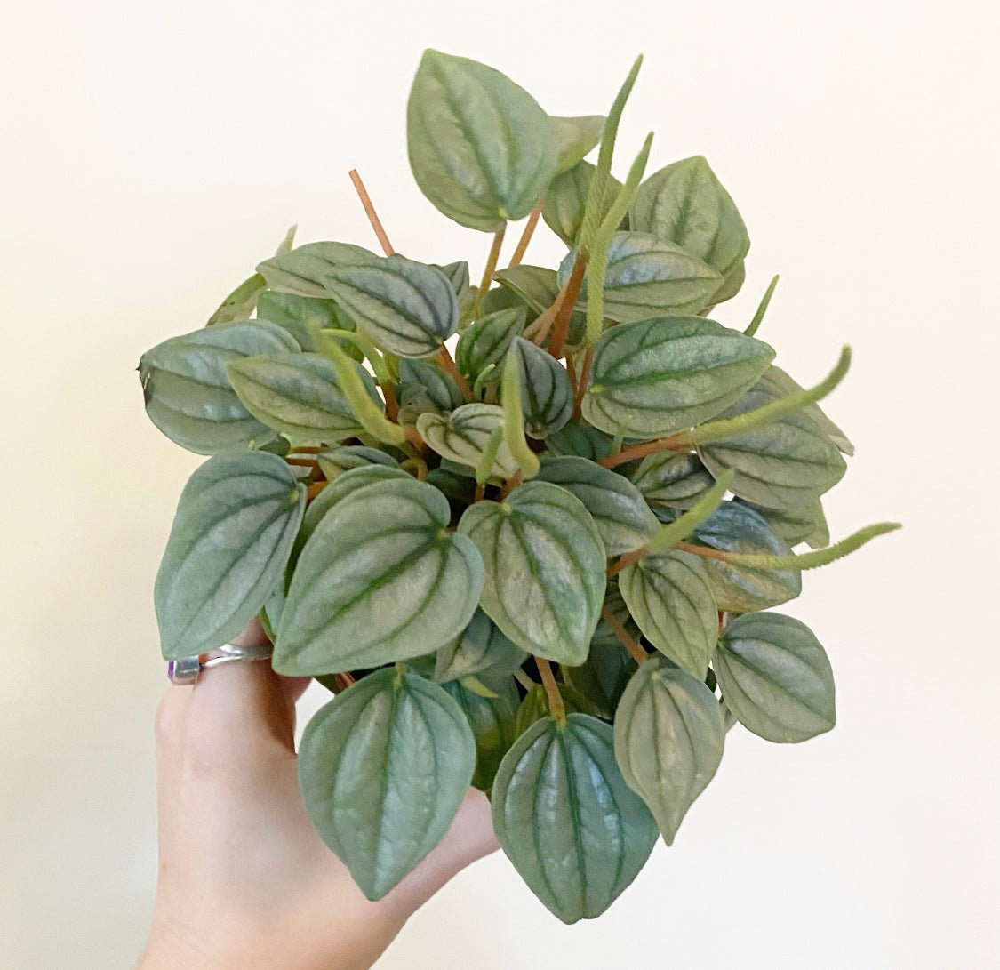 Peperomia 'Frost' - The Plant Lady SF
