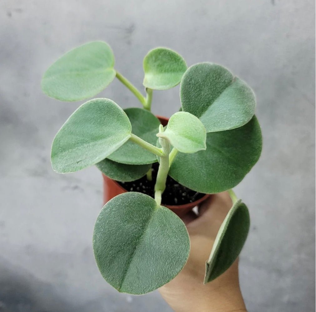 Peperomia incana ‘Felt’ - The Plant Lady SF