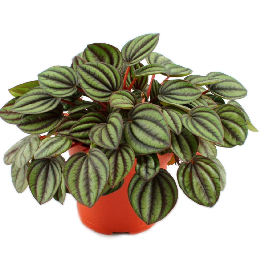 Peperomia ‘Piccolo Banda’ - The Plant Lady SF