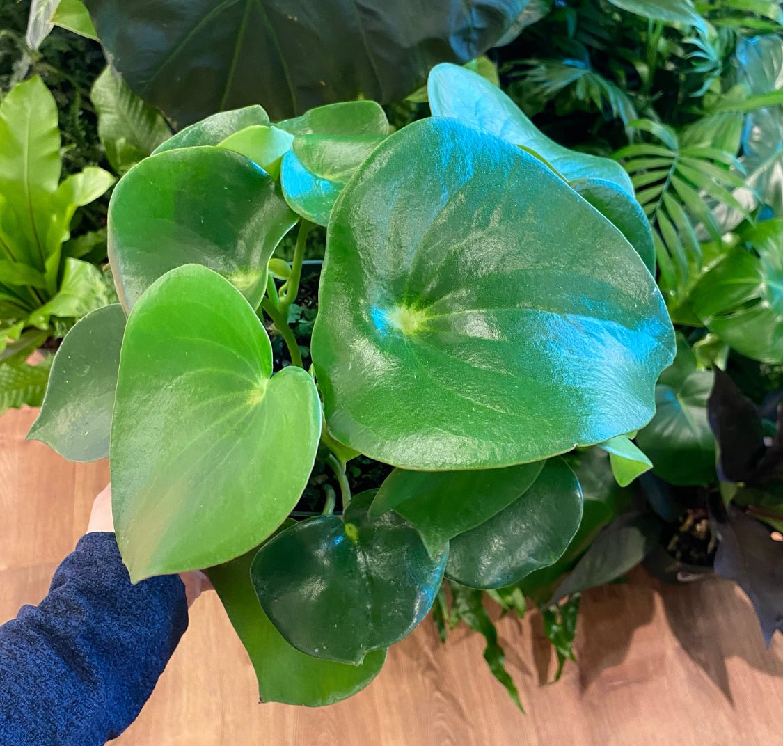 Peperomia 'Raindrop' - The Plant Lady SF
