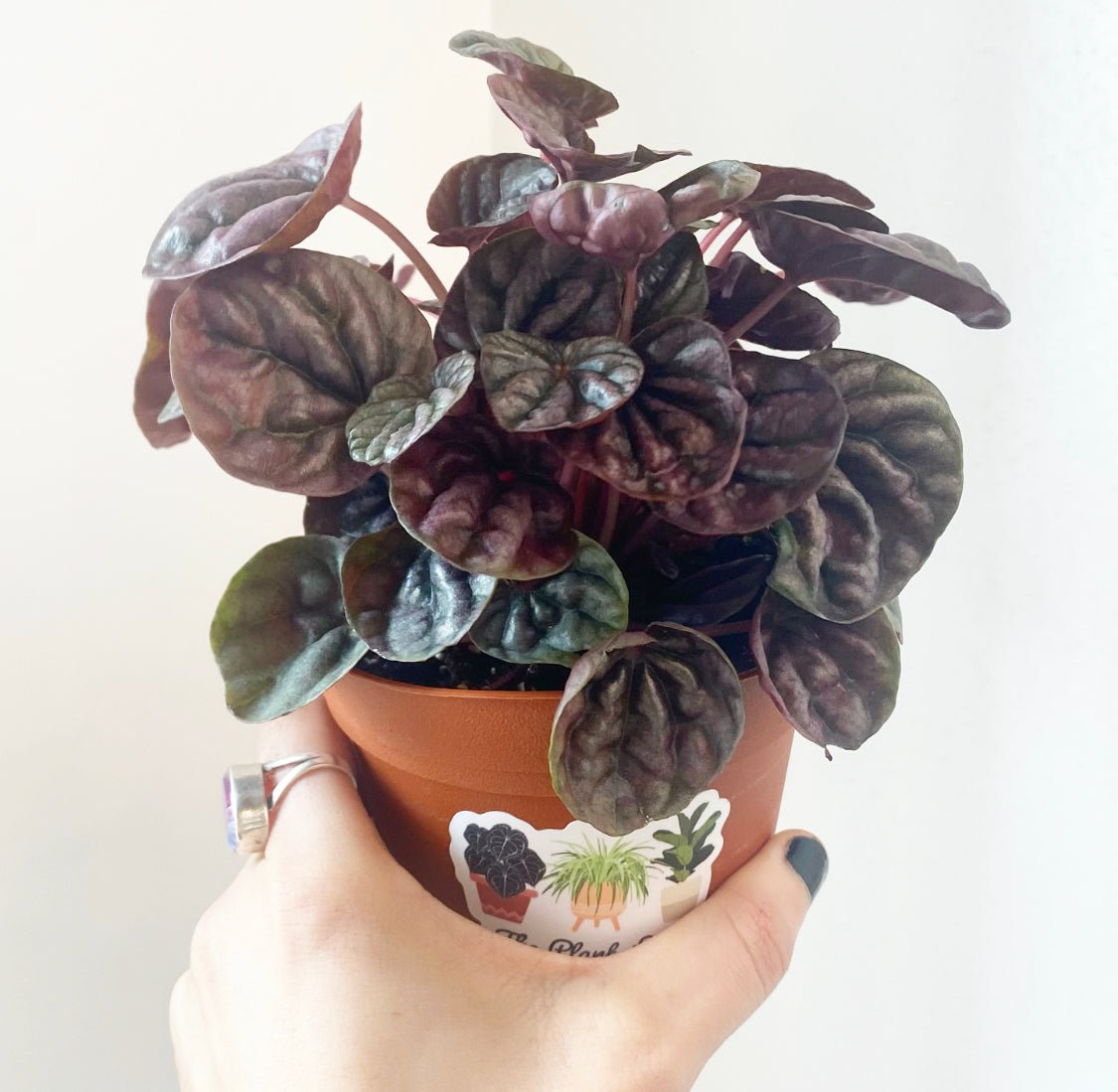 Peperomia 'Red Ripple' AKA Red Luna - The Plant Lady SF