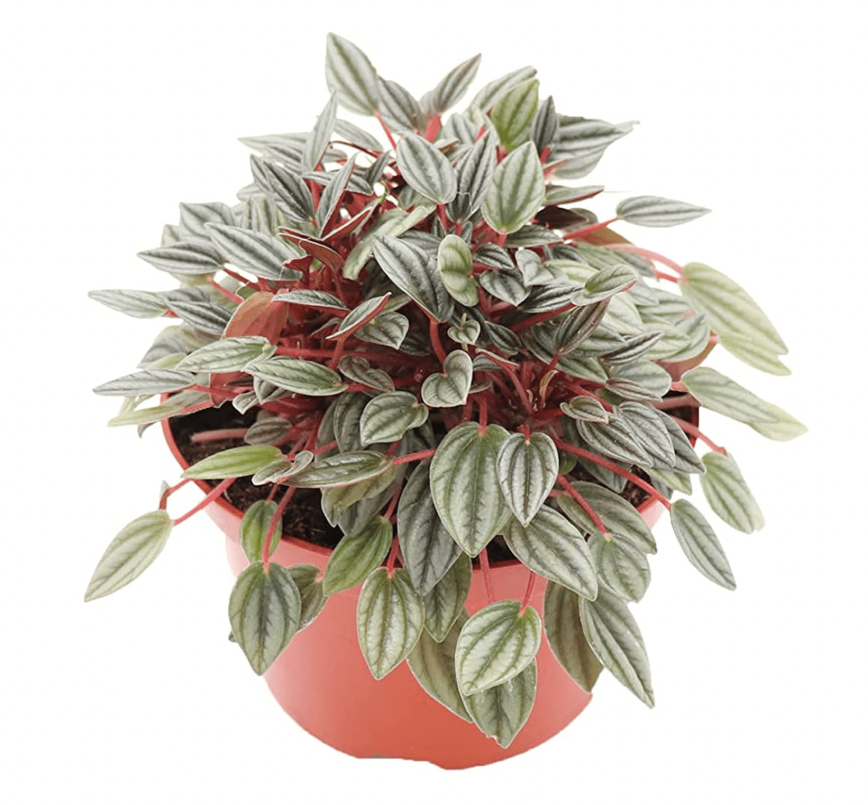 Peperomia 'Rosso' - The Plant Lady SF