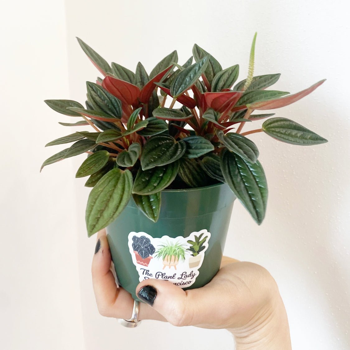 Peperomia 'Rosso' - The Plant Lady SF