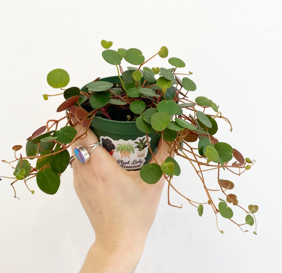 Peperomia 'Ruby Cascade' - The Plant Lady SF