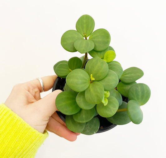 Peperomia tetraphylla 'Hope' - The Plant Lady SF