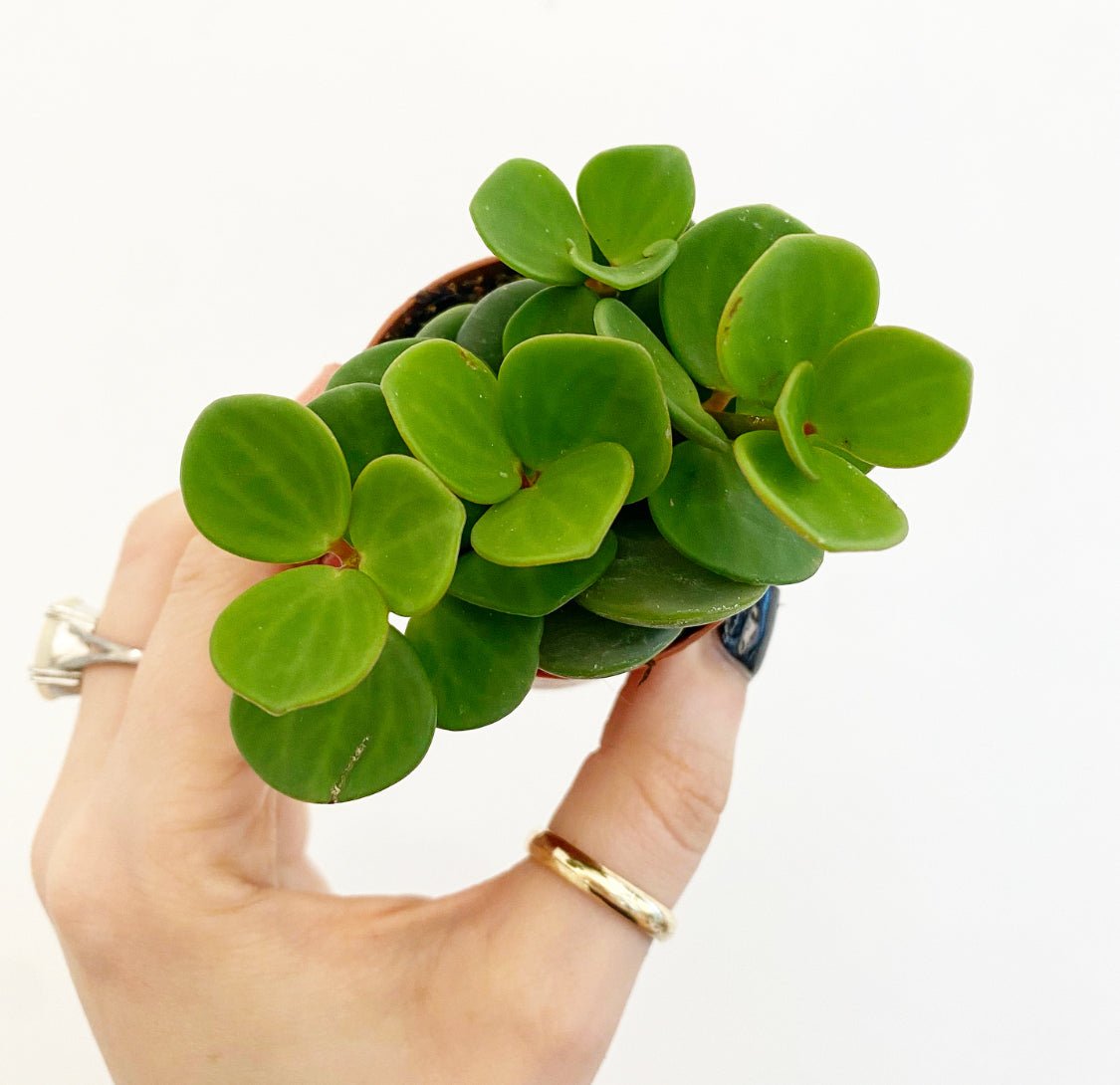 Peperomia tetraphylla 'Hope' - The Plant Lady SF