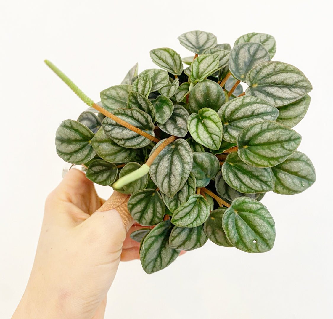 Peperomia 'Toscani' - The Plant Lady SF