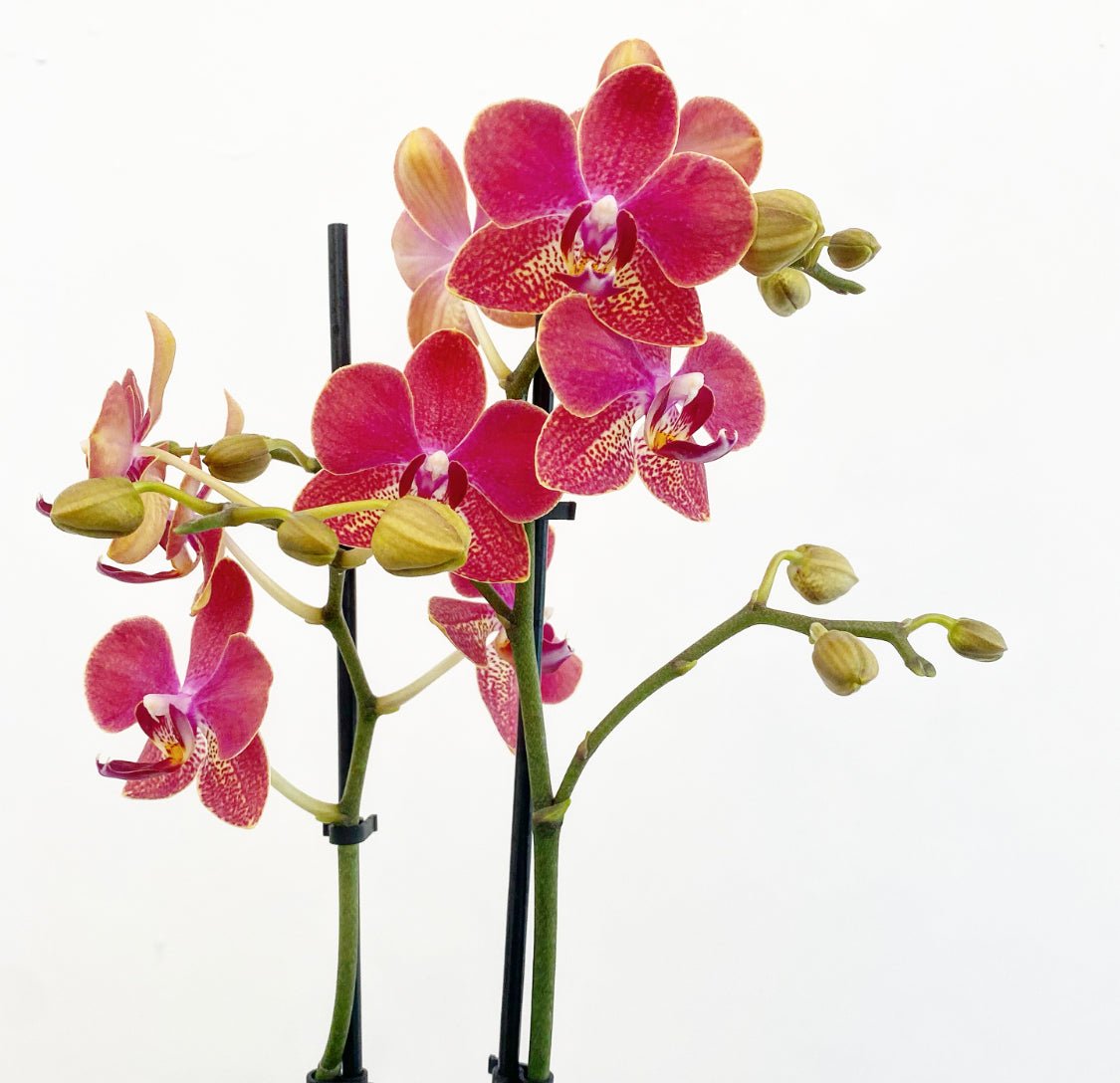 Phalaenopsis Assorted (Moth Orchid) - The Plant Lady SF