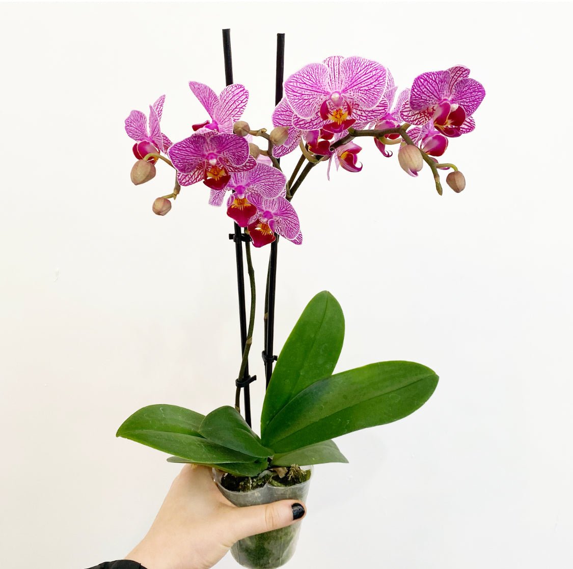 Phalaenopsis Assorted (Moth Orchid) - The Plant Lady SF