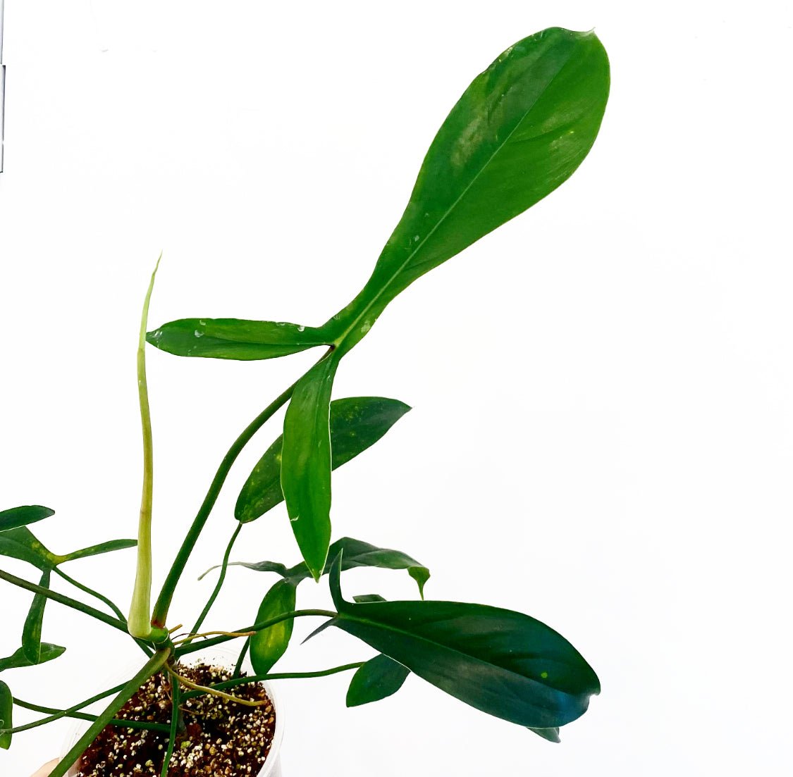 Philodendron 69686 - The Plant Lady SF