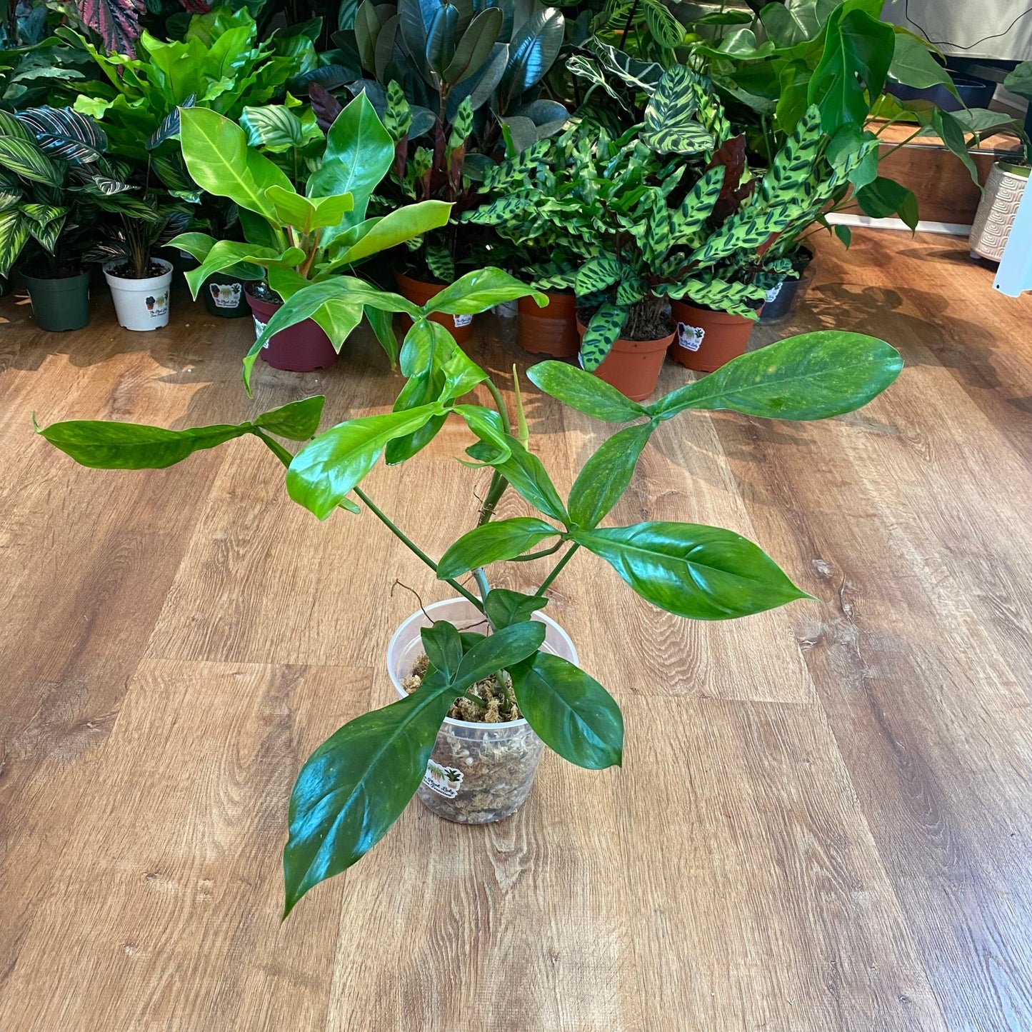 Philodendron 69686 - The Plant Lady SF