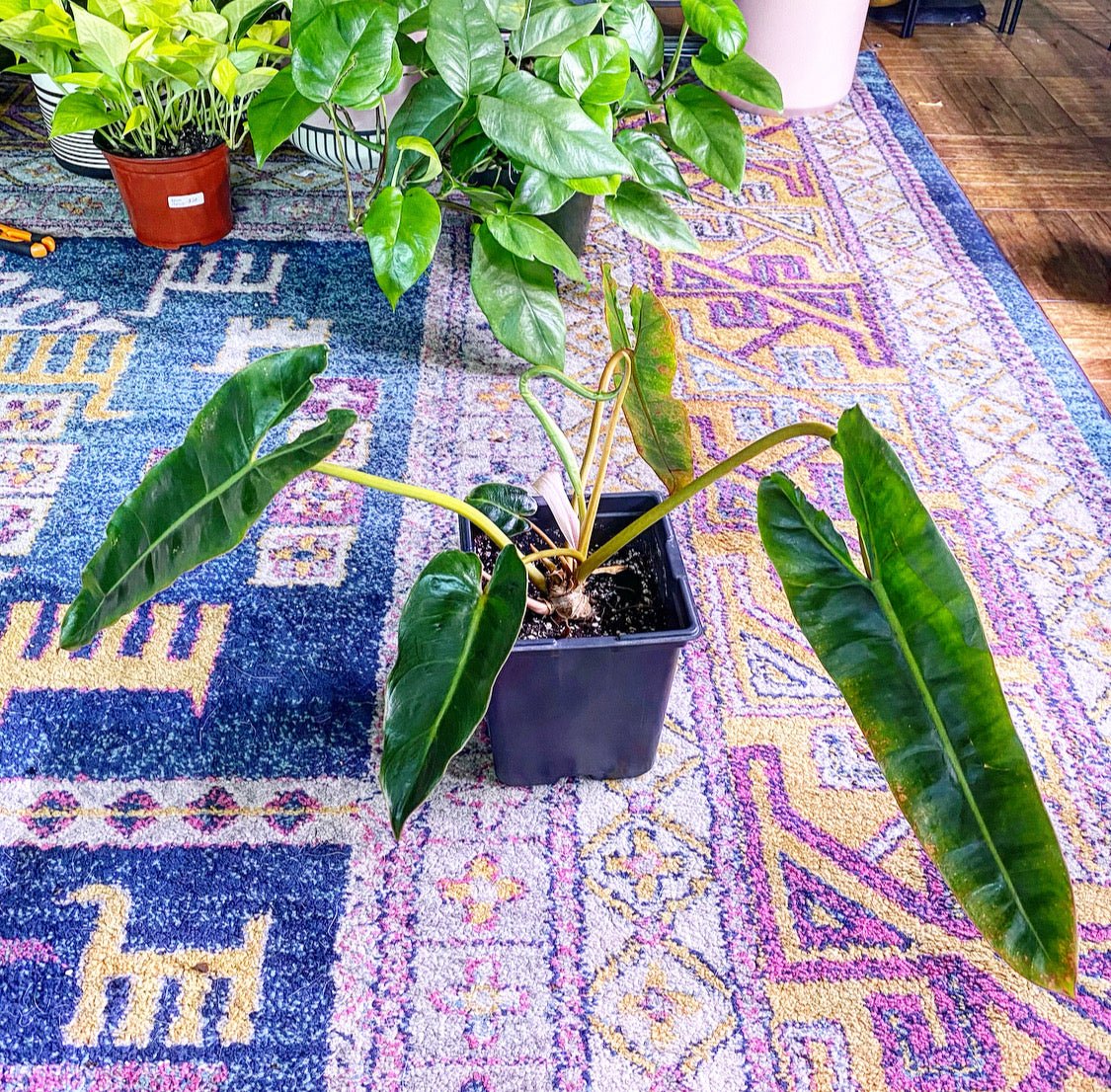 Philodendron billietiae - The Plant Lady SF
