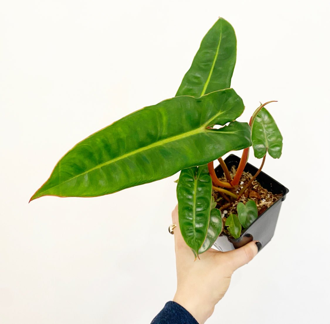 Philodendron billietiae - The Plant Lady SF