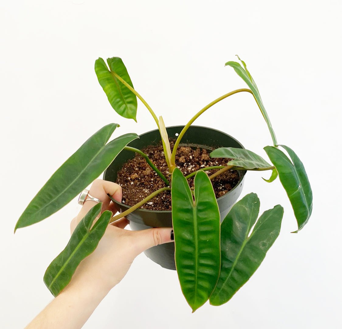 Philodendron billietiae - The Plant Lady SF