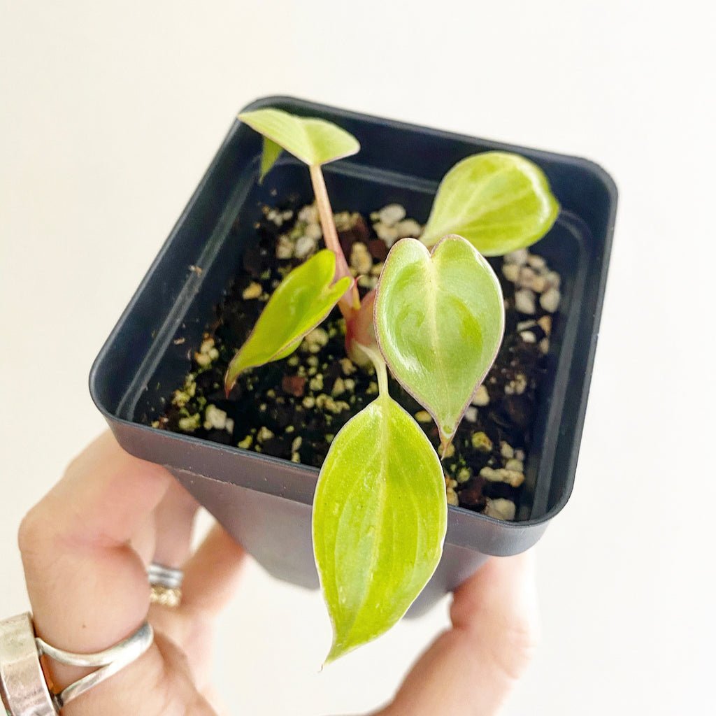 Philodendron billietiae - The Plant Lady SF