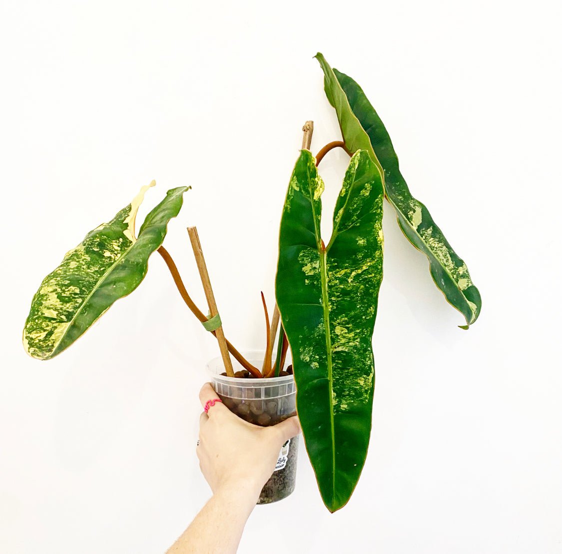 philodendron billietiae variegated price Philodendron billietiae variegated