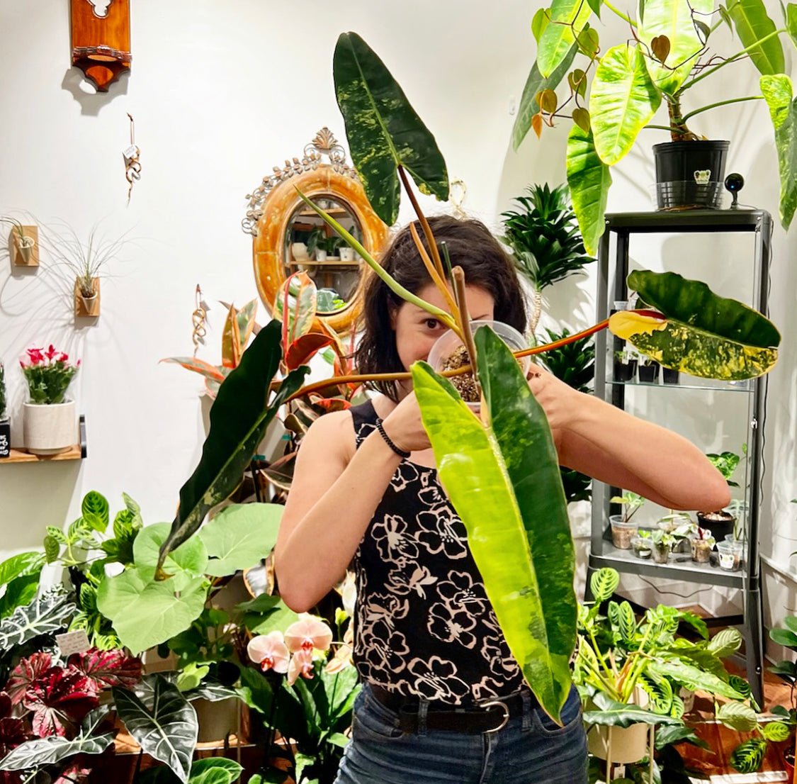 Philodendron billietiae variegated - The Plant Lady SF