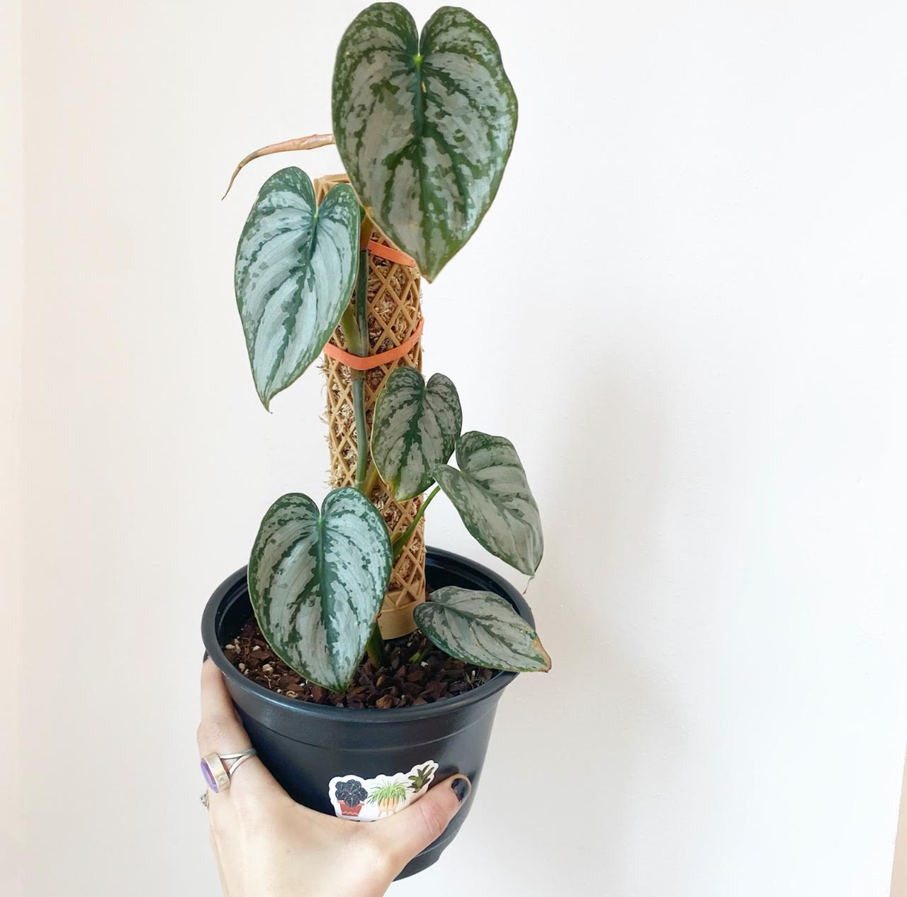 Philodendron brandtianum 'Brandi' - The Plant Lady SF