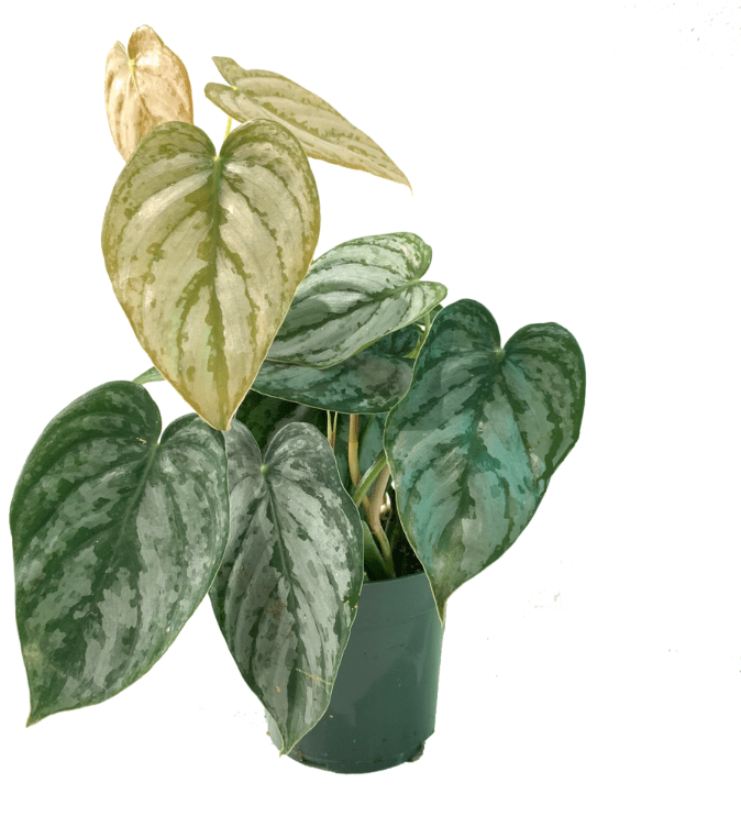 Philodendron brandtianum 'Brandi' - The Plant Lady SF