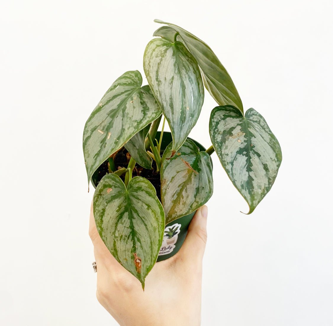 Philodendron brandtianum 'Brandi' - The Plant Lady SF