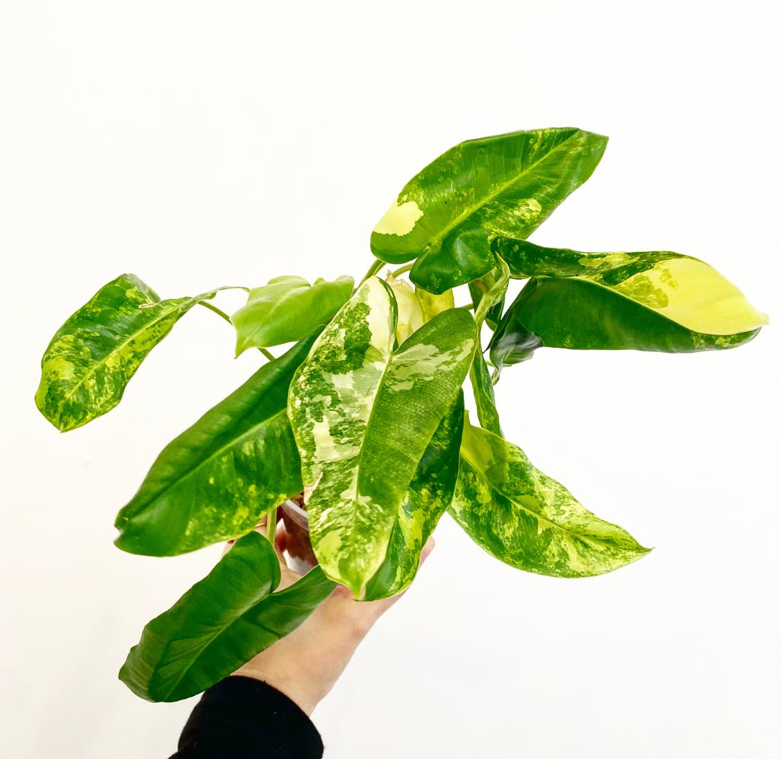 Philodendron ‘Burle Marx’ - Variegated - The Plant Lady SF