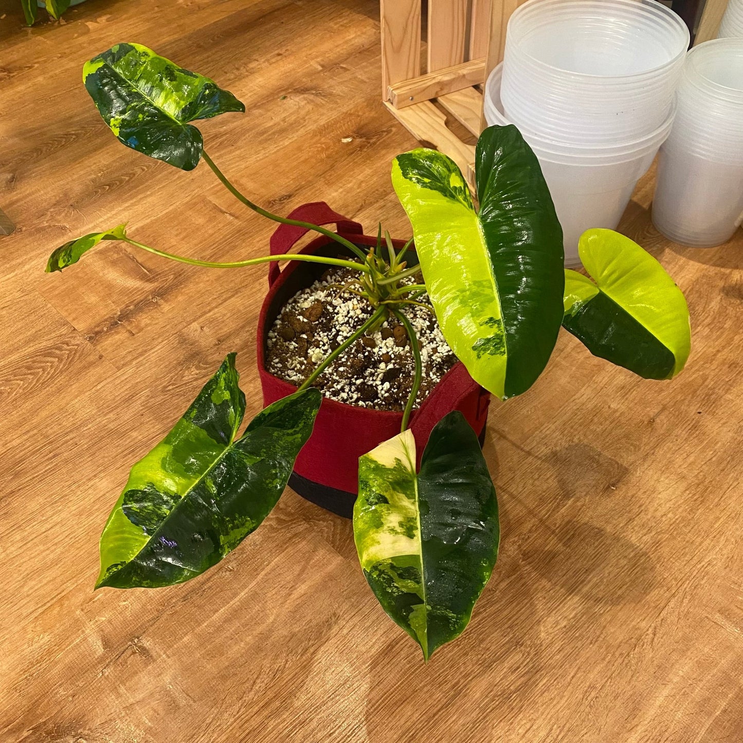 Philodendron ‘Burle Marx’ - Variegated - The Plant Lady SF