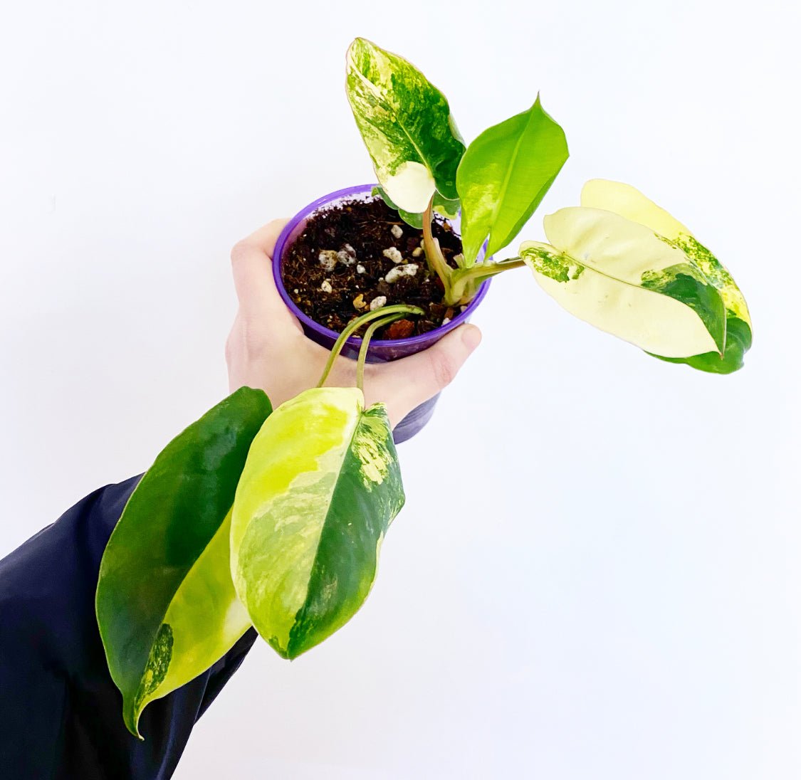 Philodendron ‘Burle Marx’ - Variegated - The Plant Lady SF