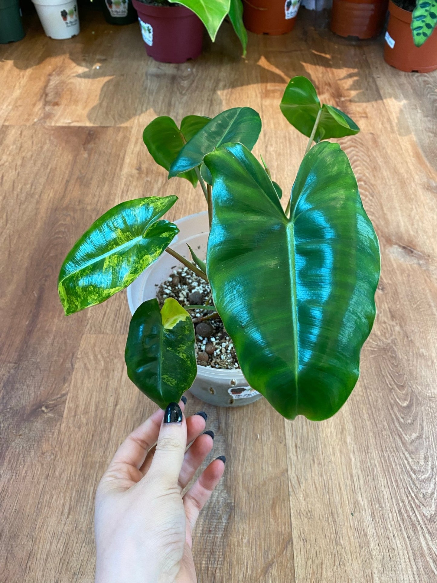 Philodendron ‘Burle Marx’ - Variegated - The Plant Lady SF