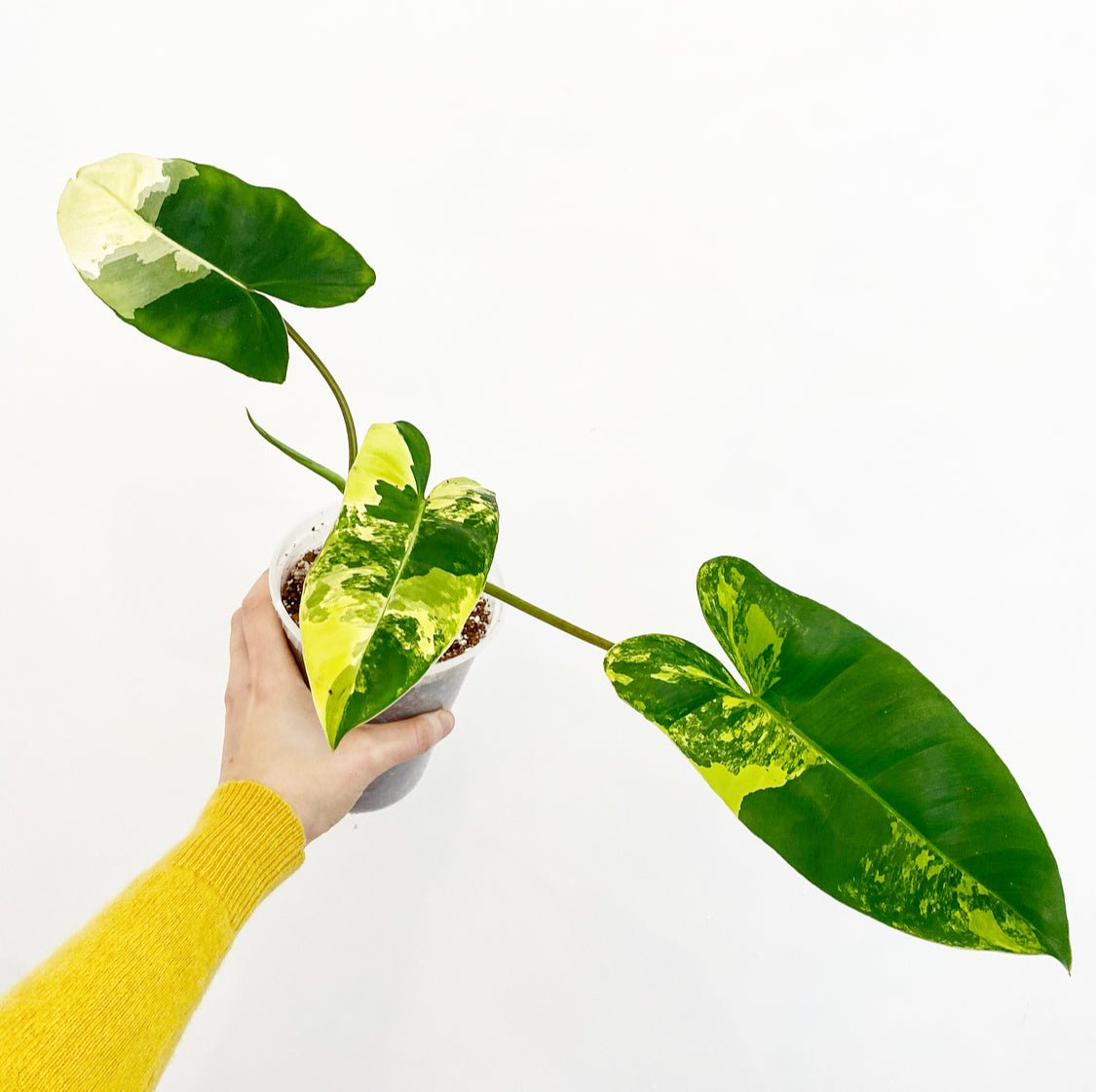 Philodendron ‘Burle Marx’ - Variegated - The Plant Lady SF