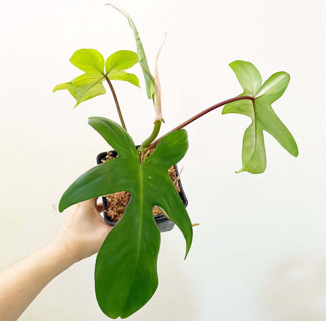 philodendron pedatum florida ghost Philodendron 'Florida Ghost'