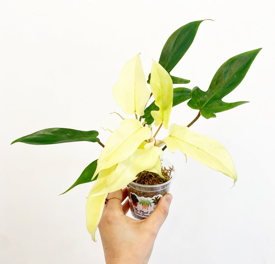 Philodendron 'Florida Ghost' - The Plant Lady SF