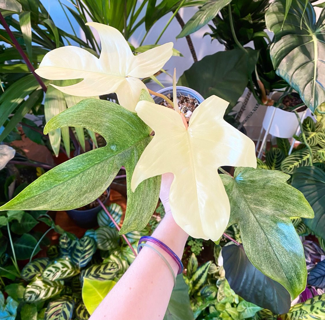 Philodendron 'Florida Ghost' - The Plant Lady SF