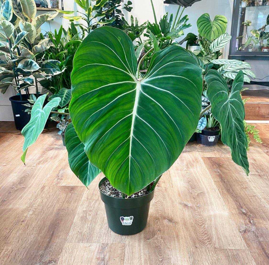 Philodendron gloriosum - The Plant Lady SF