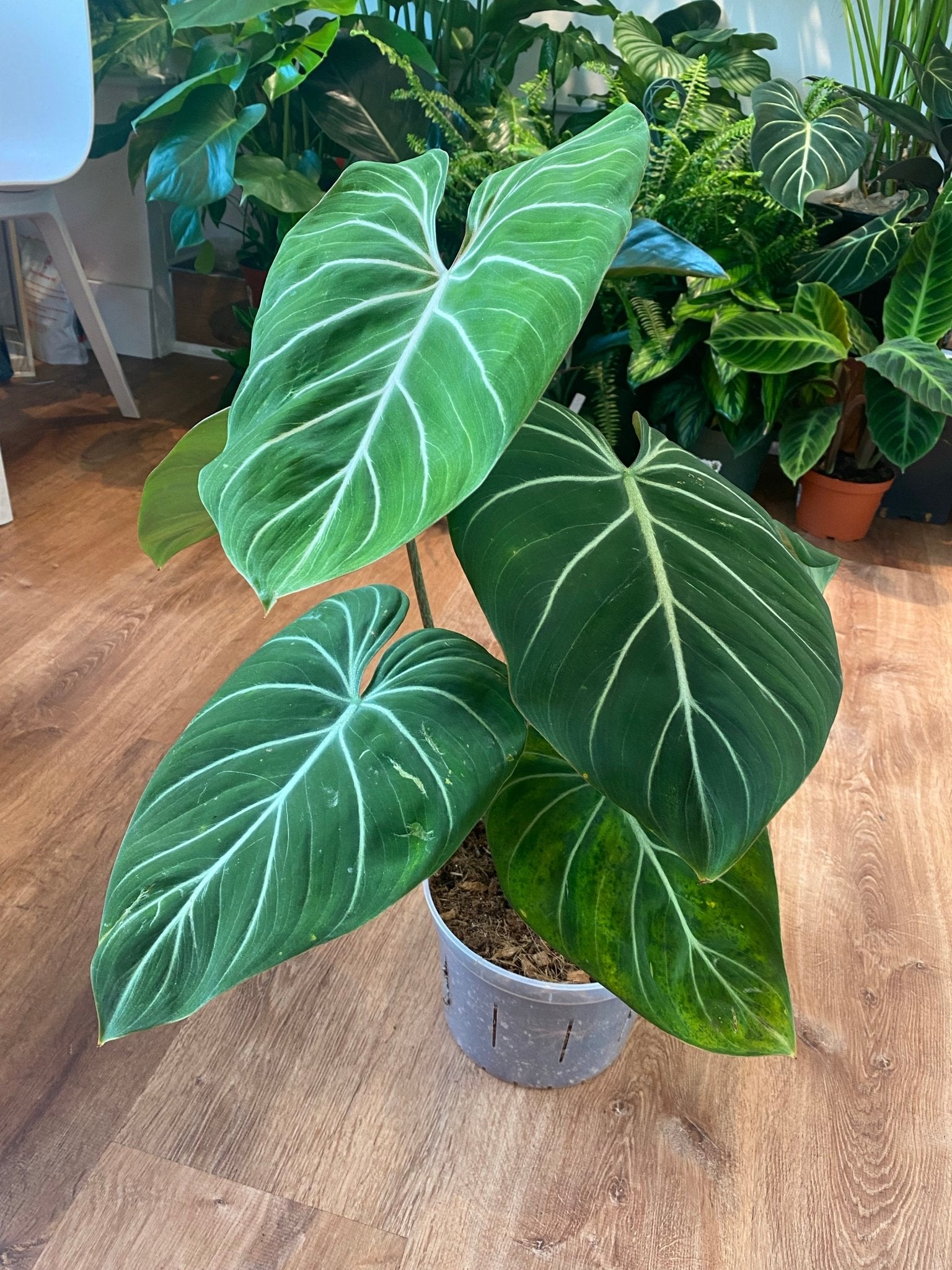 philodendron gloriosum description Philodendron gloriosum – The Plant Lady SF