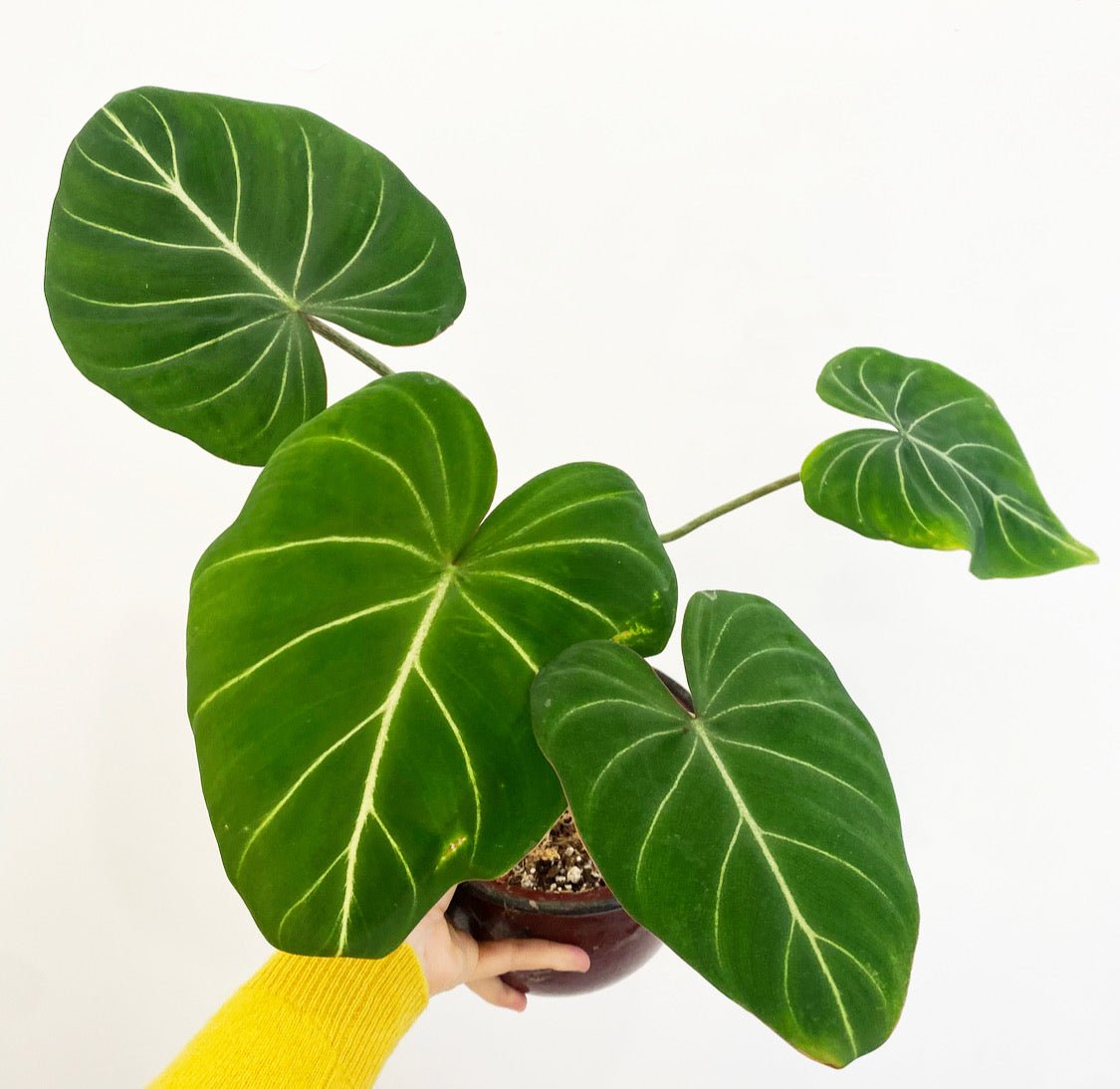 Philodendron gloriosum - The Plant Lady SF