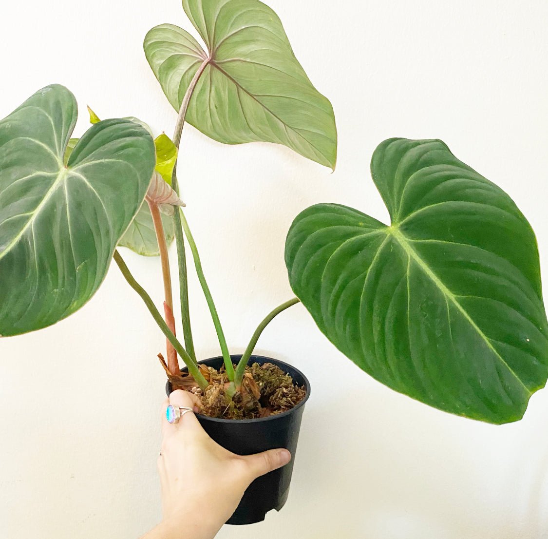 philodendron gloriosum europe Philodendron gloriosum – The Plant Lady SF