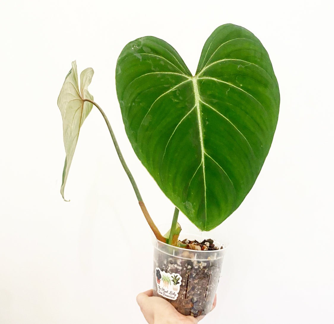 Philodendron gloriosum - The Plant Lady SF