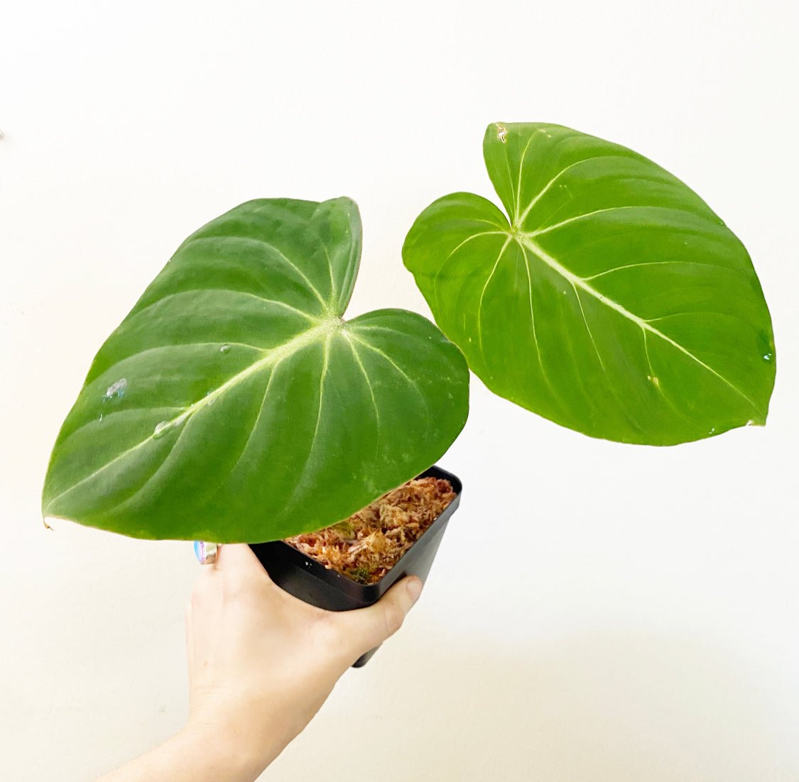 Philodendron gloriosum - The Plant Lady SF