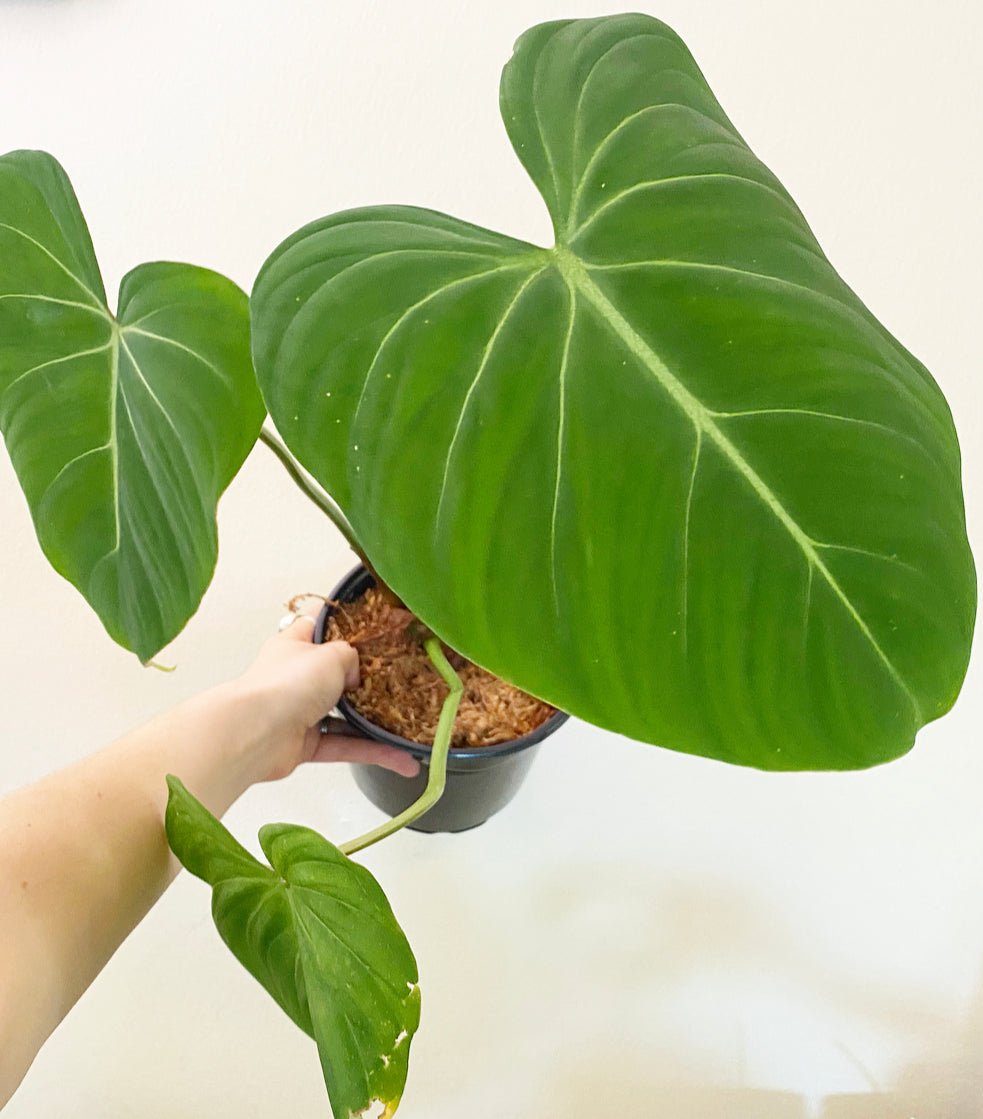 Philodendron gloriosum - The Plant Lady SF
