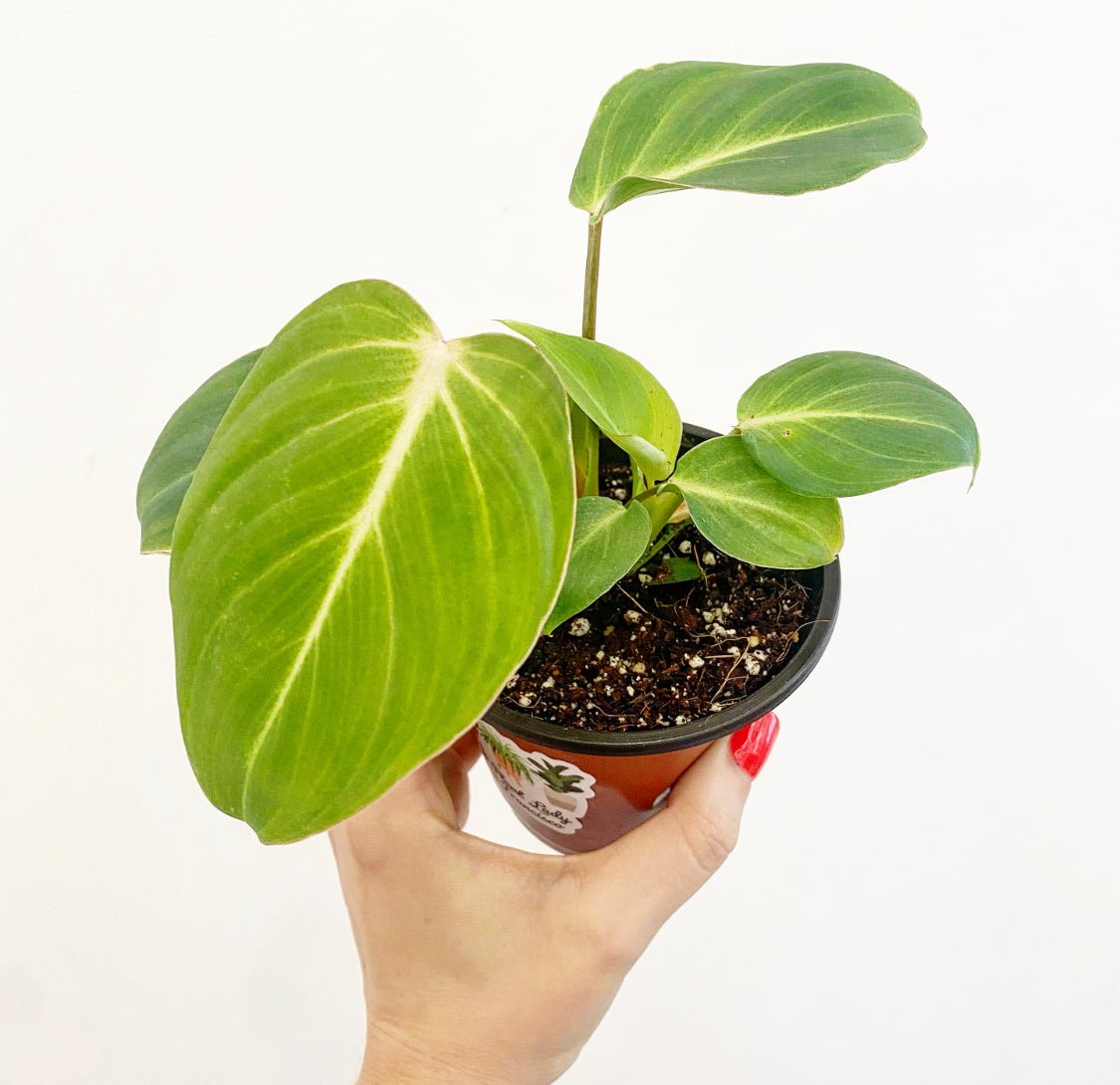 Philodendron gloriosum - The Plant Lady SF