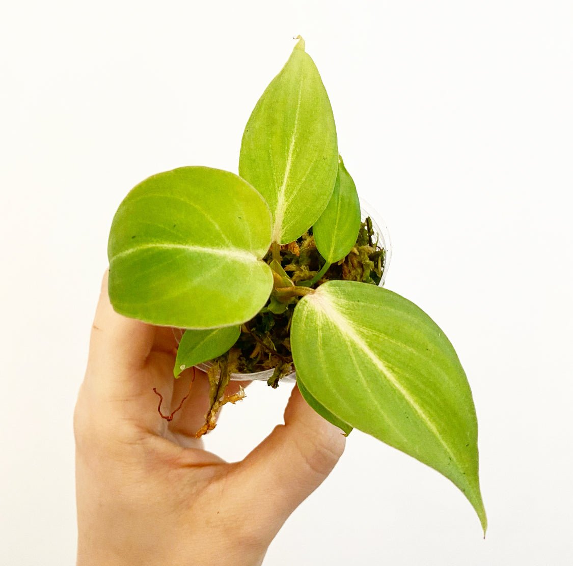 Philodendron gloriosum “Dark Form” - The Plant Lady SF