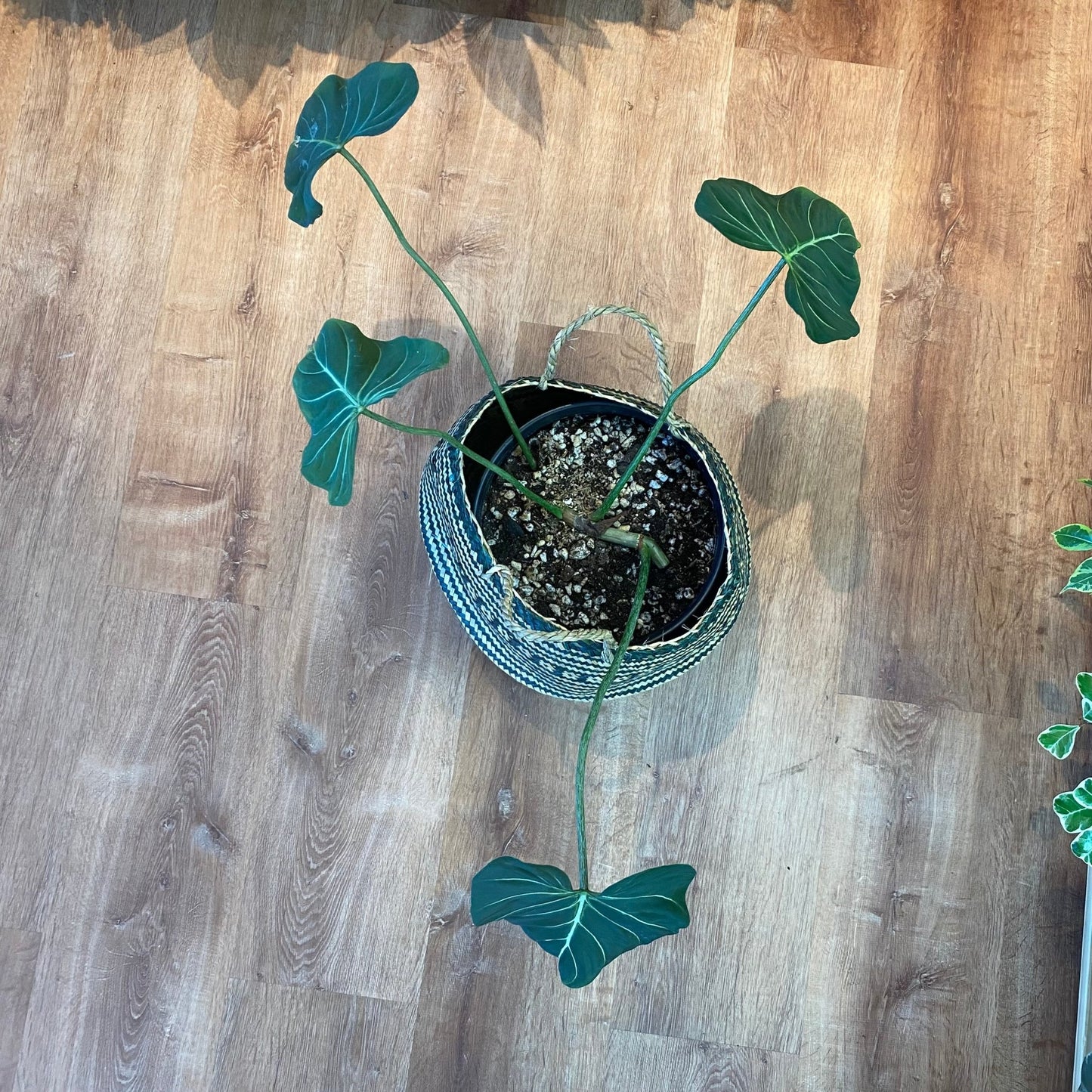 Philodendron gloriosum “Dark Form” - The Plant Lady SF