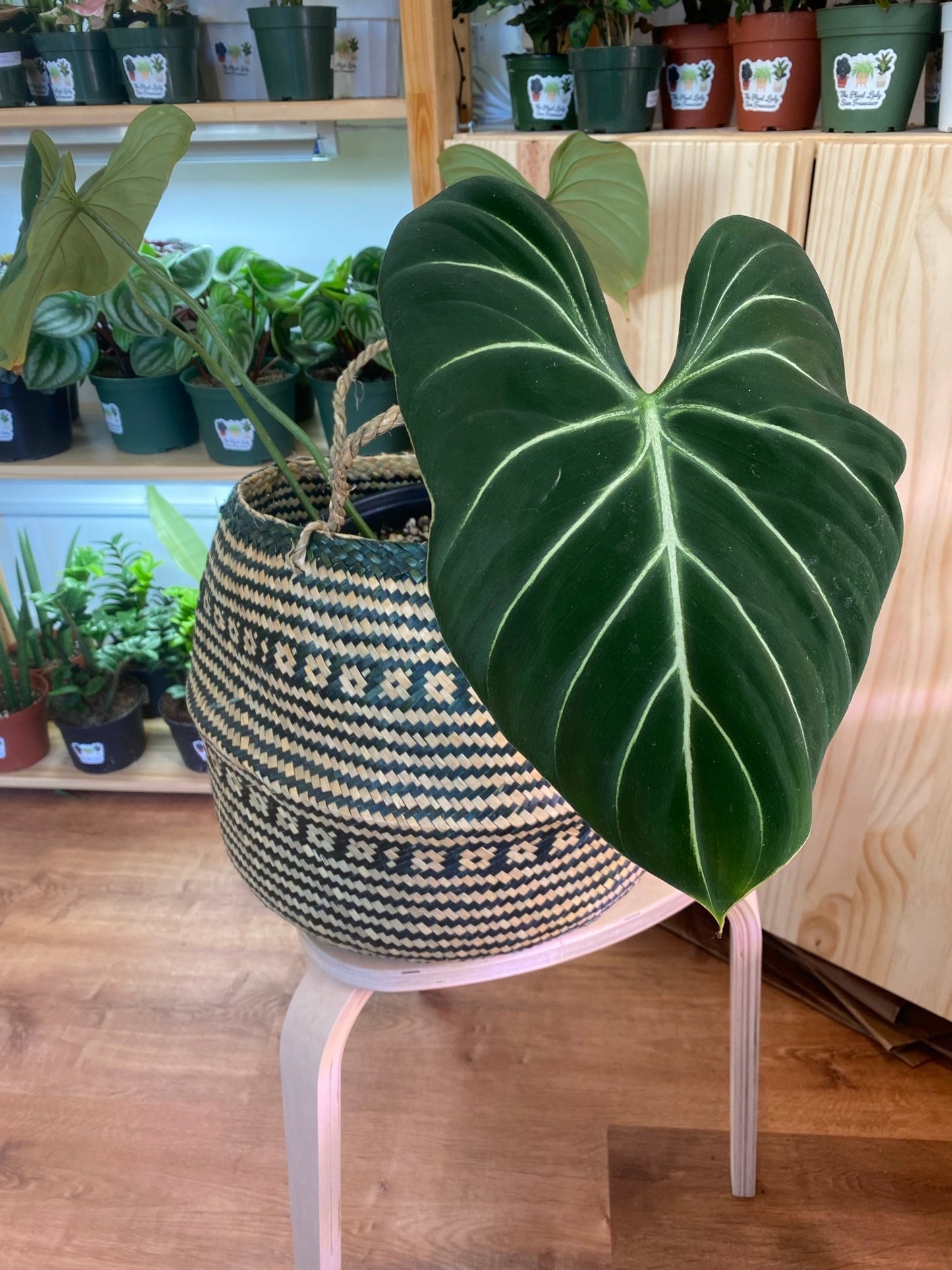 Philodendron gloriosum “Dark Form” - The Plant Lady SF